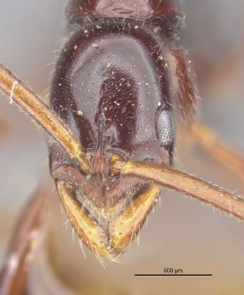 Media type: image;   Entomology 35862 Aspect: head frontal view